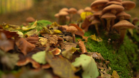 Autumn forest, trees and mushrooms