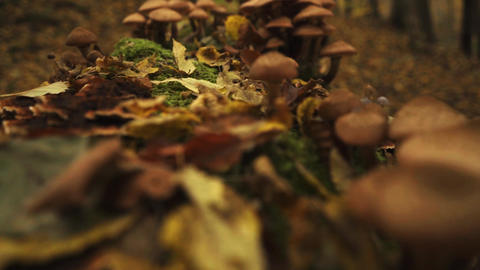 Forest, trees and mushrooms