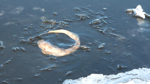 Slippery like snake fish hit in ice captivity and rushes in shallow water on sur