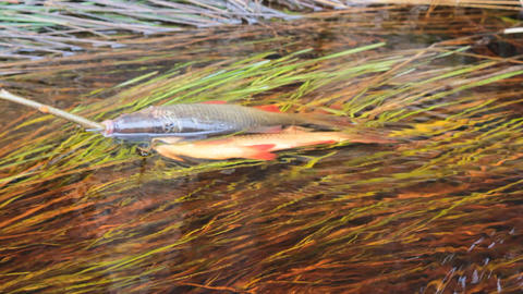Fresh fish and old ways of its preservation 1. Large Rudd