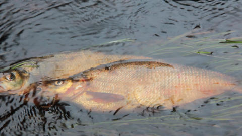 Fresh fish and old ways of its preservation 4. Bream