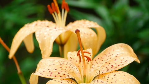 Creamy Lily flower under rain