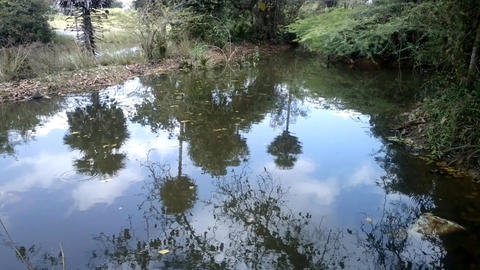 pond conventional exotic