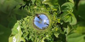 Landscape grass fly spring Wild plants 20b Stock photo 15816395 ...
