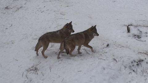 Wolves in the winter time, pack behavior in the snowy forest, on frost when they become tense