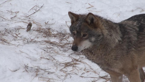 Wolves in the winter time, pack behavior in the snowy forest, on frost when they become tense
