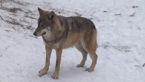 Wolves in the winter time, pack behavior in the snowy forest, on frost when they become tense