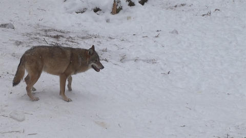Wolves in the winter time, pack behavior in the snowy forest, on frost when they become tense