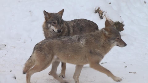 Wolves in the winter time, pack behavior in the snowy forest, on frost when they become tense
