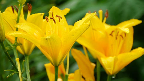 Yellow Lily flower after rain