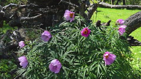 Paeonia anomala at taiga forest close-up