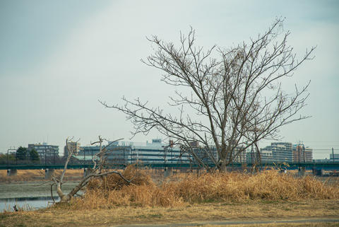Withered trees and elevated