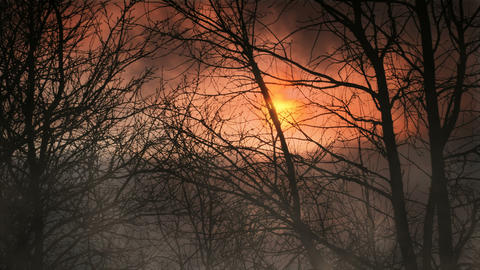 Dark forest