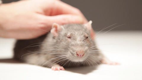 A man plays with a rat