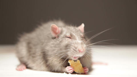 Rat, eats bread
