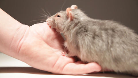 A man plays with a rat