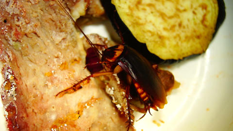 cockroach in the kitchen