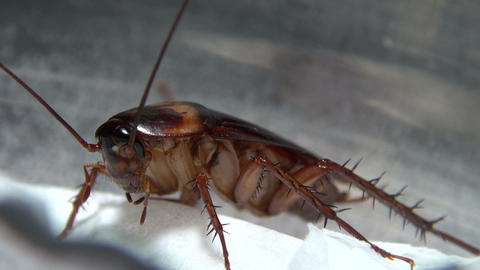 cockroach in the kitchen