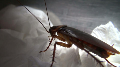 cockroach in the kitchen