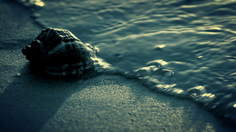 Night. Seashell on the beach. Close-up