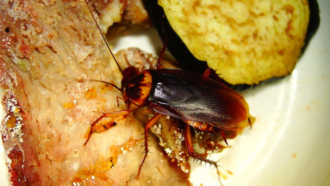 cockroach in the kitchen
