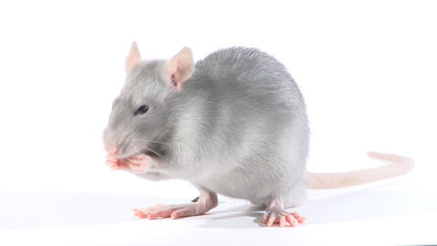 Rat gnaws seeds, in the studio on a white background