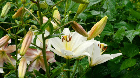 White Lily buds and petals after rain
