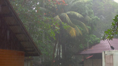 Tropical summer downpour