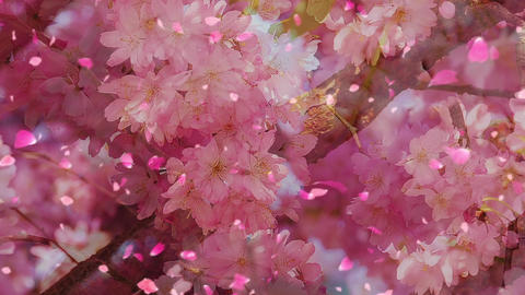 Sakura762348