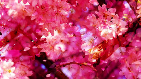 Sakura7240