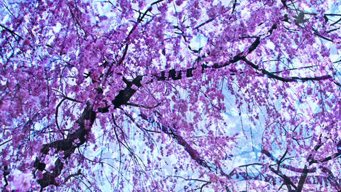 Sakura8764