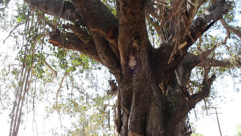 Large ficus. Sacred Banyan tree in India (animism), however, not well maintained