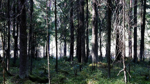 Spruce forest and road, which runs behind his facade