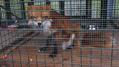 Red Fox in cage. Symbol of captivity, loss of freedom
