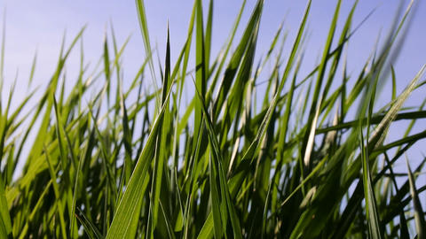 Leaves of grass. tops of the young reed