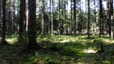 Slow penetration into forest