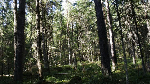 Slow penetration into virgin forest 1