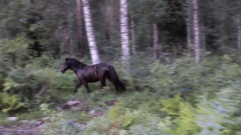 two animals horses group in green forest