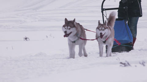 Pair of husky sled dogs with dog-driver