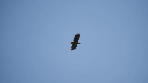 Eagle soars in blue sky. Flight of an eagle in the sky