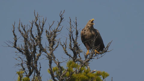 eagle sits on top of a dried-up tree. An eagle with a yellow beak on a branch