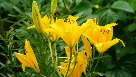 Yellow Lily flower after rain