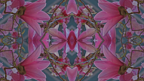 Kaleidoscope pattern from natural spring flower blossom