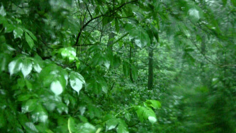 Rain in the forest