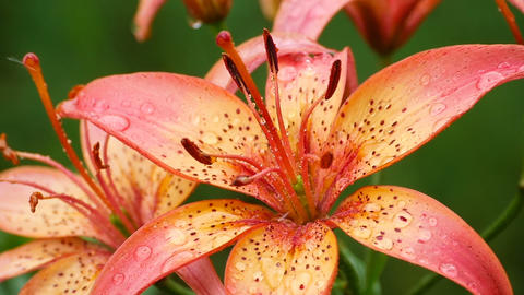 Orange Lily flower under rain