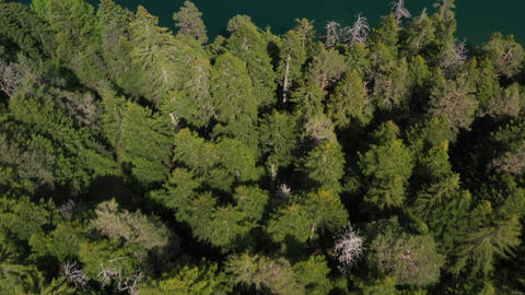 Green mountains and summer day and green tree and river