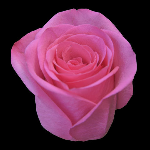 Rose Petals Background