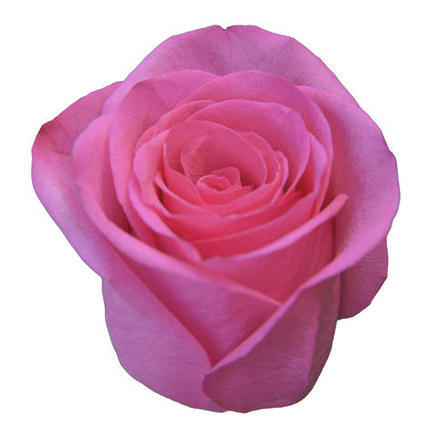 Rose Petals Background