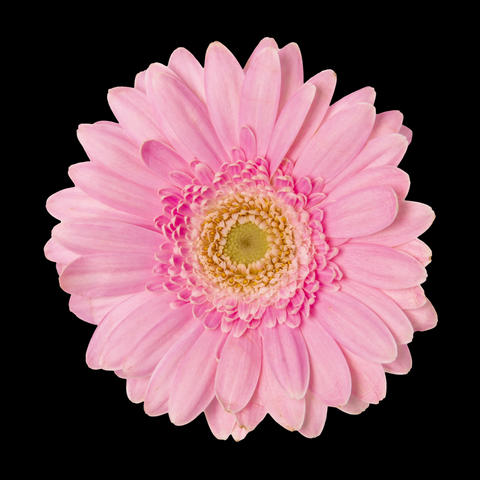 Pink Flower isolated on solid background