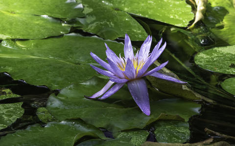 Beautiful Nature Background - Purple Waterlily in Pond
